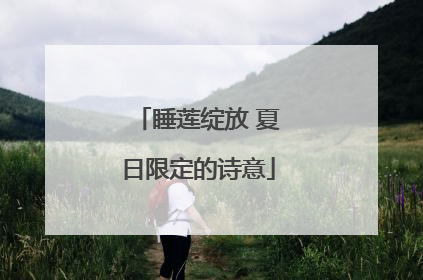 睡莲绽放 夏日限定的诗意