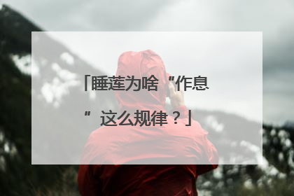 睡莲为啥“作息”这么规律？