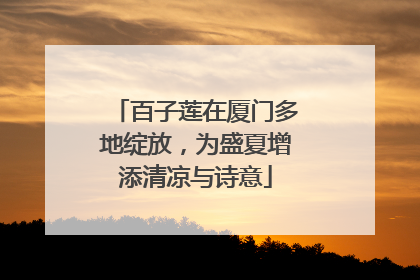 百子莲在厦门多地绽放，为盛夏增添清凉与诗意