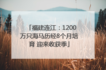 福建连江：1200万只海马历经8个月培育 迎来收获季