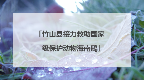 竹山县接力救助国家一级保护动物海南鳽