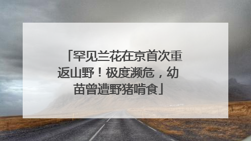 罕见兰花在京首次重返山野！极度濒危，幼苗曾遭野猪啃食