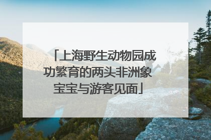 上海野生动物园成功繁育的两头非洲象宝宝与游客见面