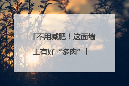 不用减肥！这面墙上有好“多肉”