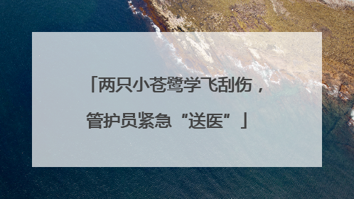 两只小苍鹭学飞刮伤，管护员紧急“送医”