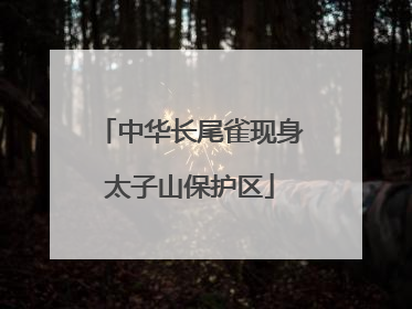 中华长尾雀现身太子山保护区