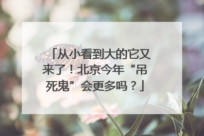 从小看到大的它又来了！北京今年“吊死鬼”会更多吗？