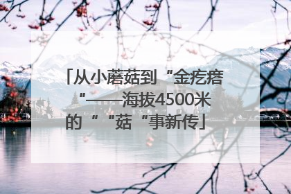从小蘑菇到“金疙瘩“——海拔4500米的““菇“事新传