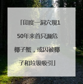 印度一洞穴现150年来首只濒危椰子蟹，或因被椰子和垃圾吸引