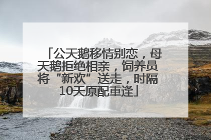 公天鹅移情别恋，母天鹅拒绝相亲，饲养员将“新欢”送走，时隔10天原配重逢