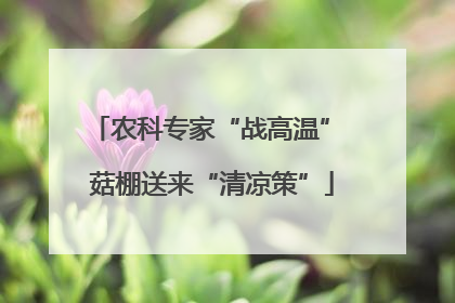 农科专家“战高温” 菇棚送来“清凉策”