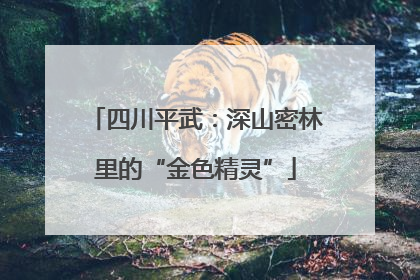 四川平武：深山密林里的“金色精灵”