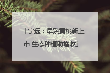 宁远：早熟黄桃新上市 生态种植助增收