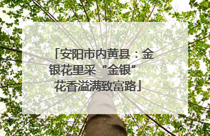 安阳市内黄县：金银花里采“金银” 花香溢满致富路
