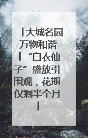 大城名园 万物和谐│“白衣仙子”盛放引围观，花期仅剩半个月