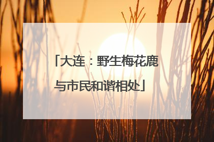 大连：野生梅花鹿与市民和谐相处