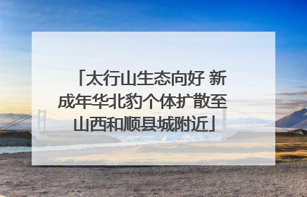 太行山生态向好 新成年华北豹个体扩散至山西和顺县城附近