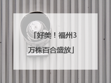 好美！福州3万株百合盛放
