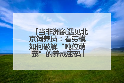 当非洲象遇见北京饲养员：看劳模如何破解“吨位萌宠”的养成密码