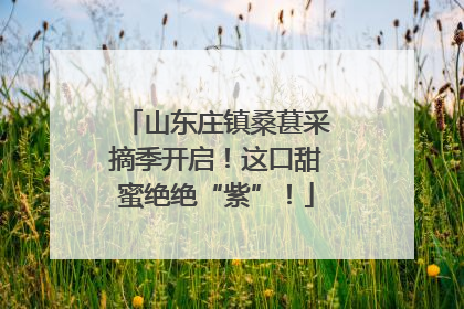 山东庄镇桑葚采摘季开启！这口甜蜜绝绝“紫”！