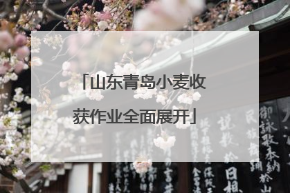 山东青岛小麦收获作业全面展开