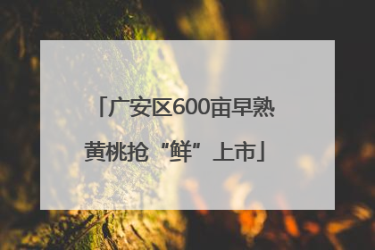 广安区600亩早熟黄桃抢“鲜”上市