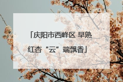 庆阳市西峰区 早熟红杏“云”端飘香