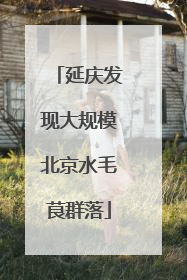 延庆发现大规模北京水毛茛群落