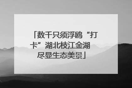 数千只须浮鸥“打卡”湖北枝江金湖 尽显生态美景