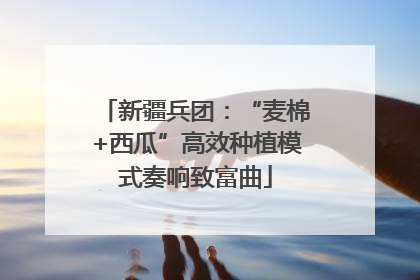 新疆兵团：“麦棉+西瓜”高效种植模式奏响致富曲