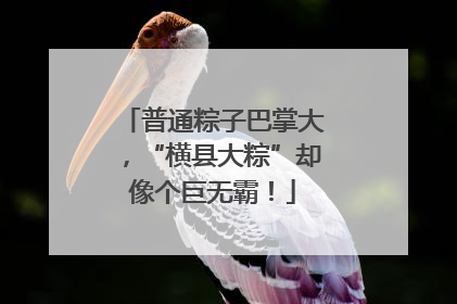 普通粽子巴掌大，“横县大粽”却像个巨无霸！