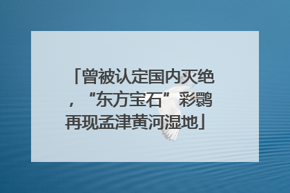 曾被认定国内灭绝，“东方宝石”彩鹮再现孟津黄河湿地