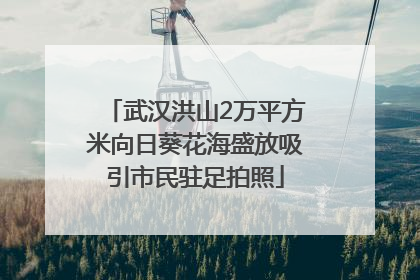 武汉洪山2万平方米向日葵花海盛放吸引市民驻足拍照