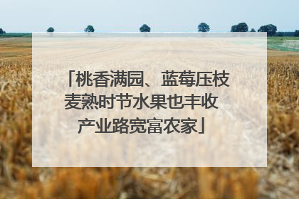 桃香满园、蓝莓压枝 麦熟时节水果也丰收 产业路宽富农家