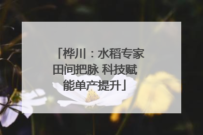 桦川：水稻专家田间把脉 科技赋能单产提升
