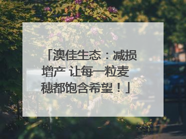 澳佳生态：减损增产 让每一粒麦穗都饱含希望！