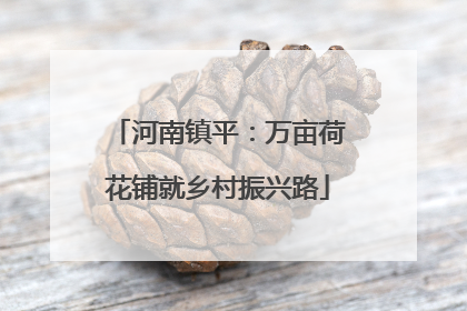 河南镇平：万亩荷花铺就乡村振兴路