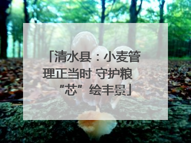 清水县：小麦管理正当时 守护粮“芯”绘丰景