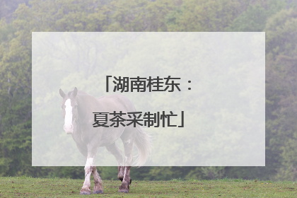 湖南桂东：夏茶采制忙