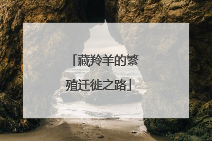 藏羚羊的繁殖迁徙之路