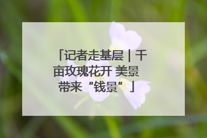 记者走基层｜千亩玫瑰花开 美景带来“钱景”