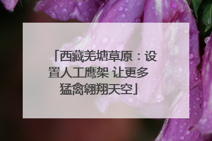 西藏羌塘草原：设置人工鹰架 让更多猛禽翱翔天空