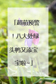 超萌预警！八大处绿头鸭又添宝宝啦~