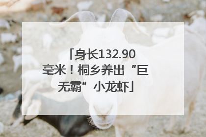 身长132.90毫米！桐乡养出“巨无霸”小龙虾
