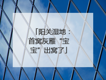 阳关湿地：首窝灰雁“宝宝”出窝了