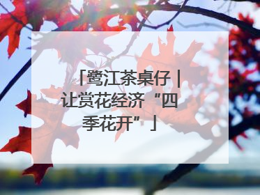 鹭江茶桌仔｜让赏花经济“四季花开”