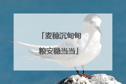 麦穗沉甸甸 粮安稳当当