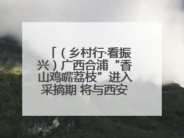 （乡村行·看振兴）广西合浦“香山鸡嘴荔枝”进入采摘期 将与西安“梦幻联动”