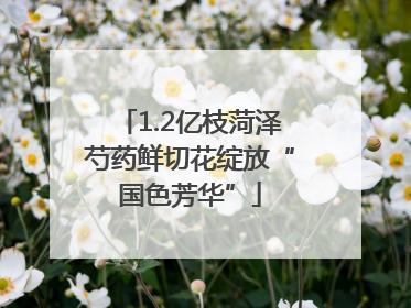 1.2亿枝菏泽芍药鲜切花绽放“国色芳华”